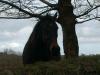 Horse 2_thumb.jpg 2.5K
